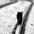 chat marchant sur des rails fond iphone