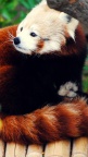 Firefox-Red-Panda-fond-iPhone-5
