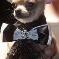 Chihuahua fond ecran iPhone 6 750x1334 (25)