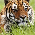 Tigre de siberie