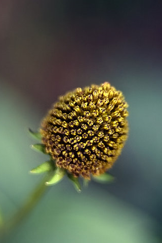 Nature Close up - Fond iPhone (4)